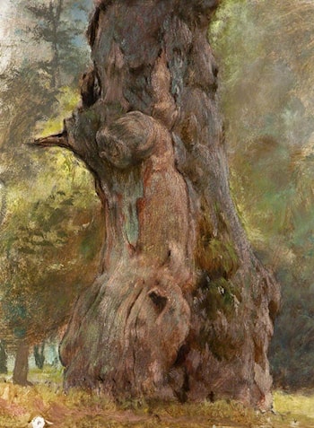 A Gnarled Tree Trunk