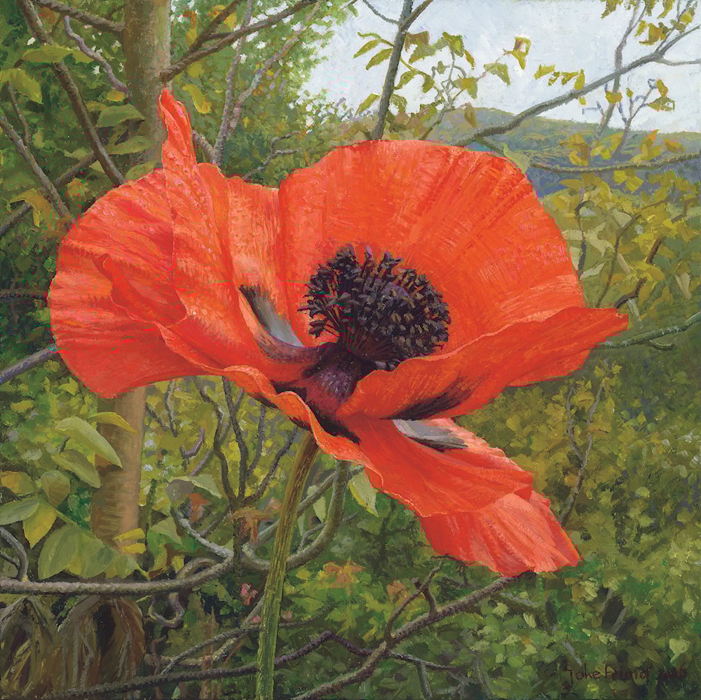 Poppy Aerial by Joke Frima Art Renewal Center